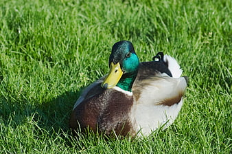 Male Mallard Duck Resting in Green Grass