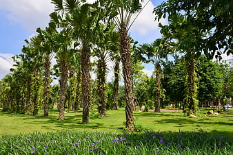 Tropical Palm Trees in Lush Green Park with Purple Flowers
