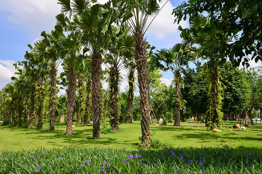 Tropical Palm Trees in Lush Green Park with Purple Flowers