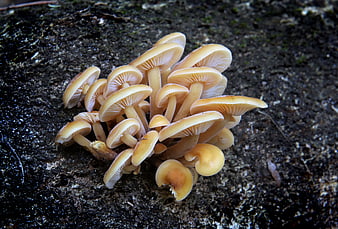 Cluster of small orange mushrooms growing on dark soil