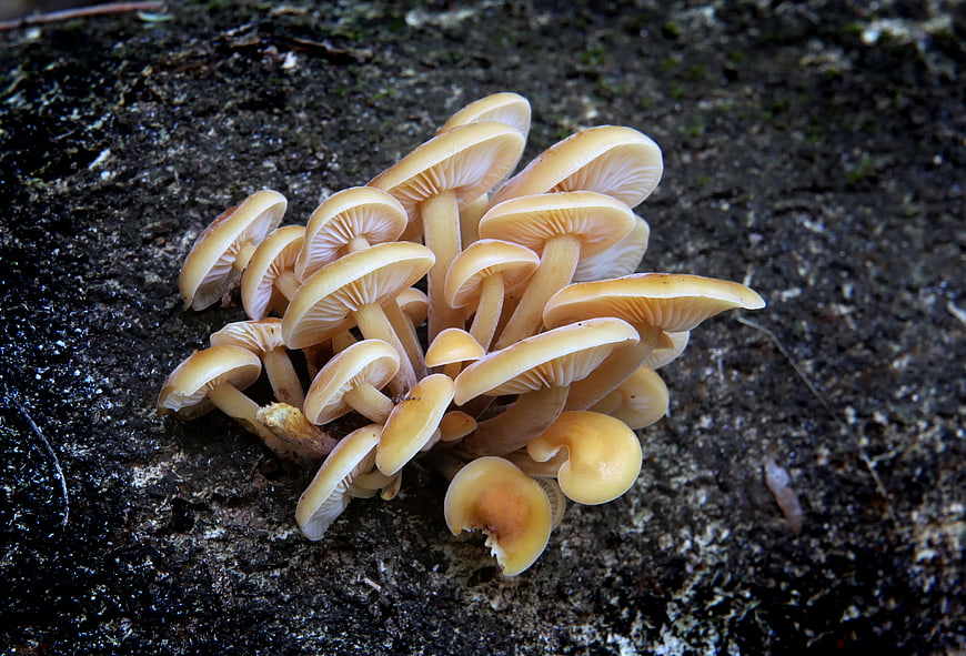 Cluster of small orange mushrooms growing on dark soil