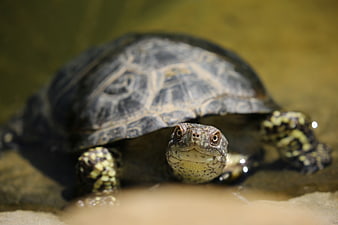 Close-up of a turtle swimming in shallow water