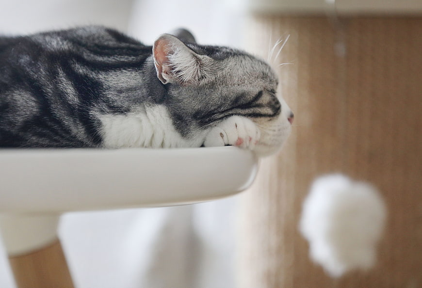 Sleeping Grey Tabby Cat on White Cat Tree