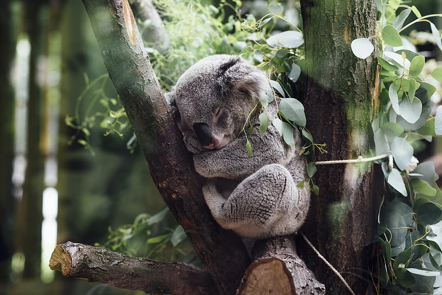 Sleeping Koala Bear Resting in Eucalyptus Tree Branch