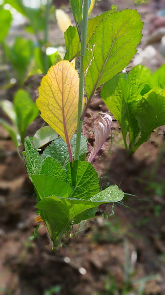 Close-up of green leafy vegetable with yellowing leaf in garden soil