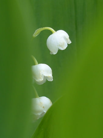 Close-up of white lily of the valley flowers on green background