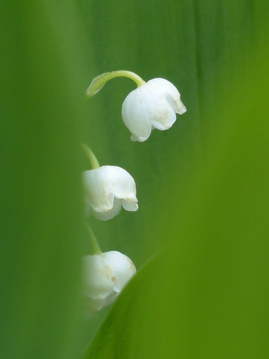 Close-up of white lily of the valley flowers on green background