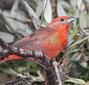 Vibrant Red Bird Perched on Branch in Nature