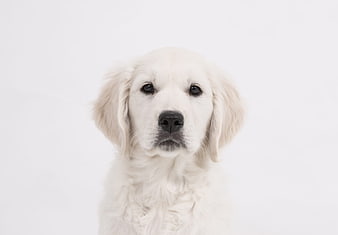 Cute Golden Retriever Puppy Portrait on White Background