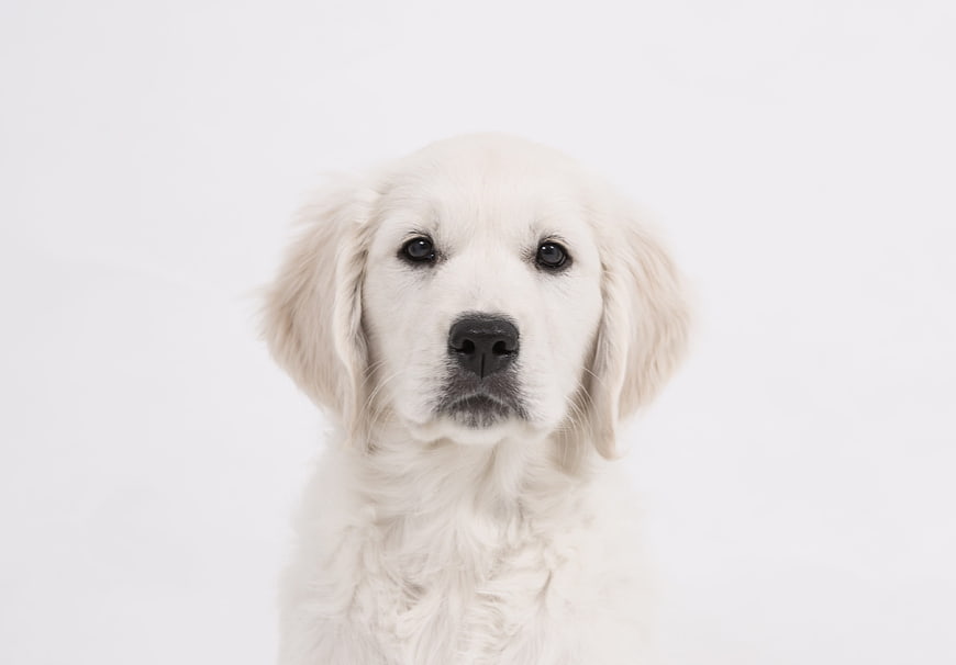 Cute Golden Retriever Puppy Portrait on White Background