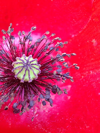 Macro Close-Up of Red Poppy Flower Center