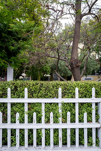 White Picket Fence with Green Hedge and Trees