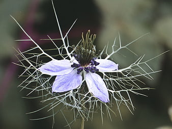 Close-up of a purple Nigella damascena flower with spiky bracts