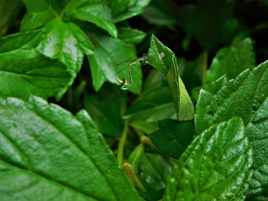 Damselflies mating on green leaf in nature
