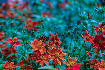 Vibrant Orange Flowers Against Teal Green Garden Background