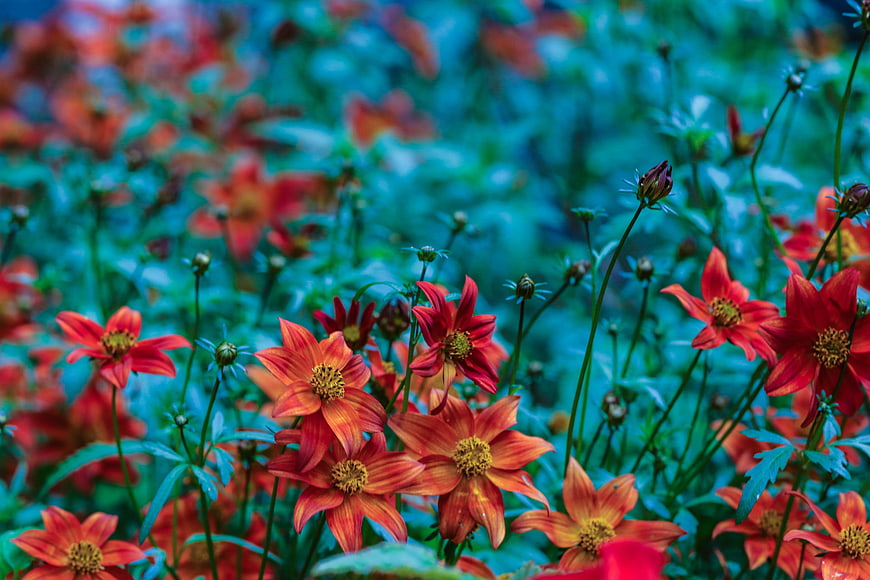 Vibrant Orange Flowers Against Teal Green Garden Background