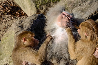 Hamadryas Baboons Grooming on Rocks in Sunlight