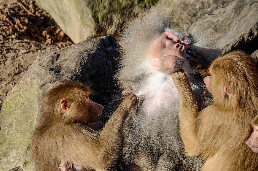 Hamadryas Baboons Grooming on Rocks in Sunlight