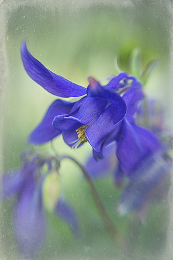 Vintage Blue Columbine Flower with Soft Focus and Texture