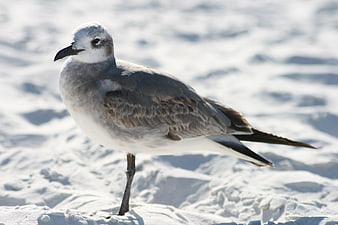 Seagull Standing on White Sand Beach