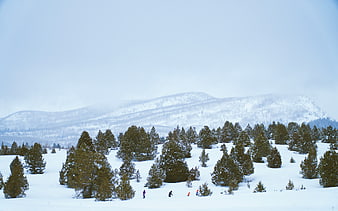 Skiers in Snowy Mountain Landscape with Pine Trees