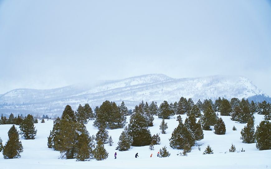 Skiers in Snowy Mountain Landscape with Pine Trees