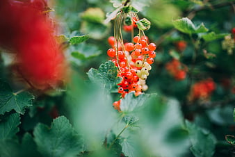 Close-up of Ripe Red and White Currants on Bush