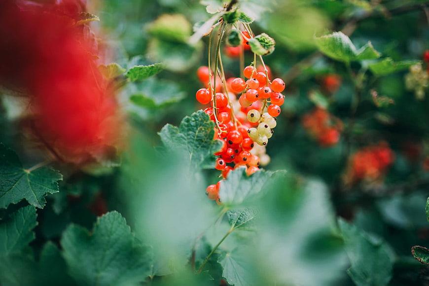 Close-up of Ripe Red and White Currants on Bush