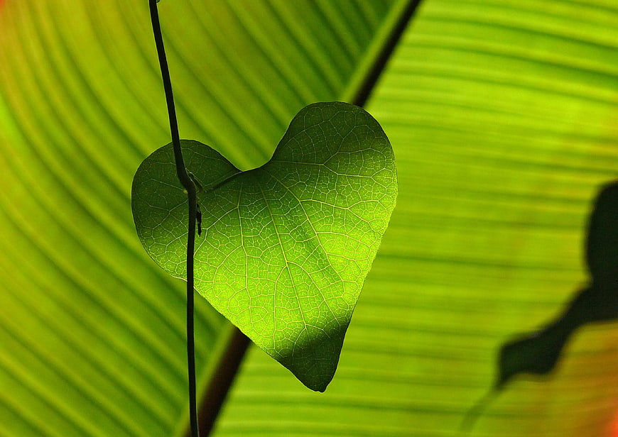 Heart-shaped green leaf backlit against blurred tropical foliage