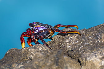Colorful Rock Crab On Coastal Rock With Blue Ocean Background