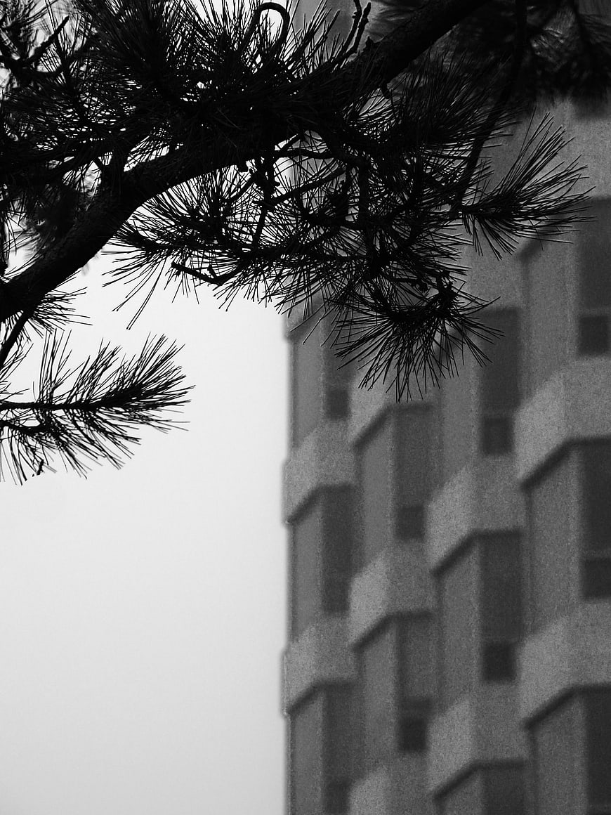 Black and white pine branch silhouette against blurred building