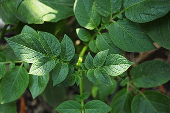 Close-up of vibrant green potato plant leaves in garden
