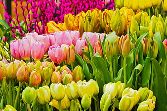 Vibrant Pink and Yellow Tulips with Pussy Willows