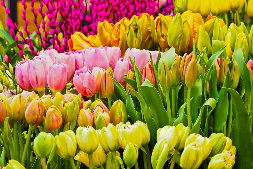 Vibrant Pink and Yellow Tulips with Pussy Willows