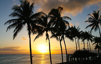 Tropical Sunset Silhouette With Palm Trees And Ocean Horizon