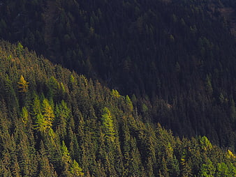 Sunlit Pine Forest on Mountain Slope