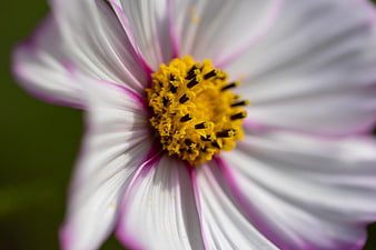 Macro Close-Up of White and Pink Cosmos Flower with Yellow Center