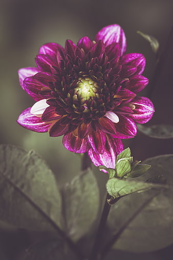 Close-up of a vibrant purple and white striped dahlia flower