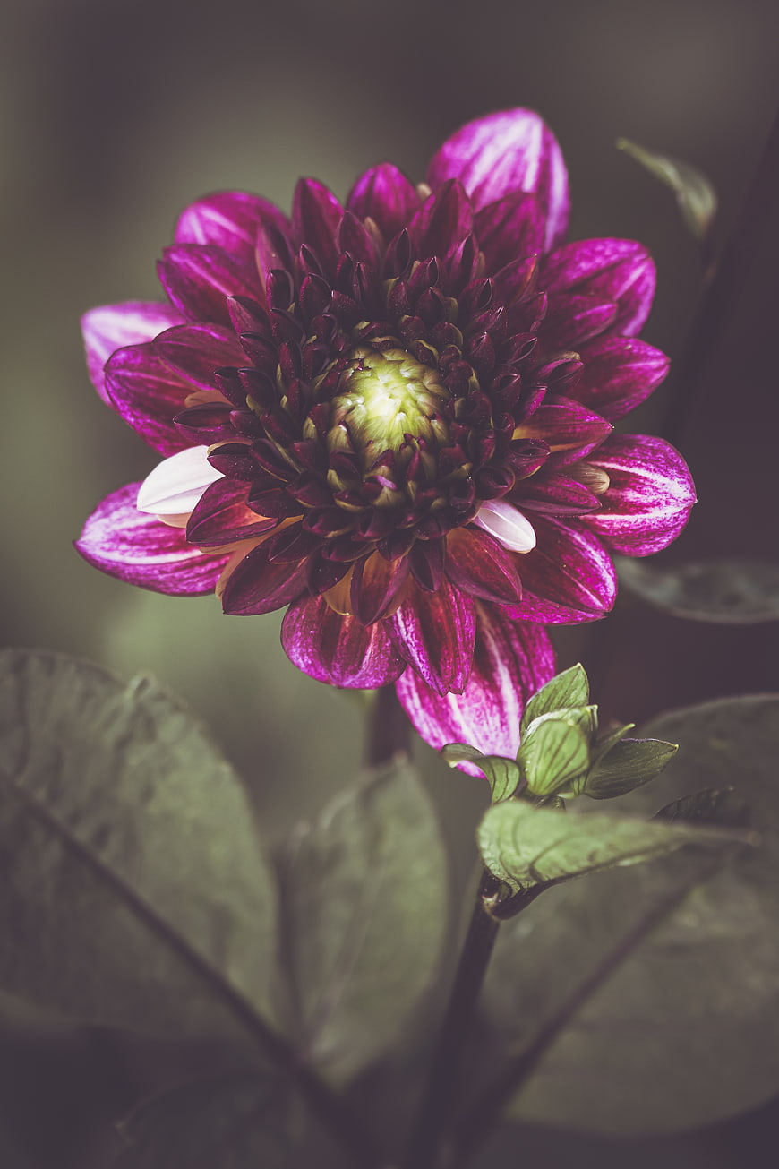Close-up of a vibrant purple and white striped dahlia flower