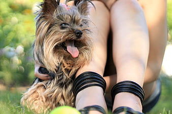 Yorkshire Terrier Puppy Sitting Between Woman's Legs in Grass