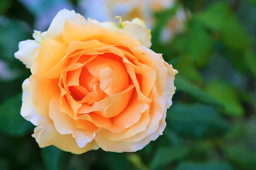 Close-up of a vibrant peach and yellow rose bloom