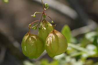 Close-up of Balloon Vine Seed Pods Hanging on Vine