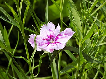 Pink Dianthus Flower Blooming in Green Garden