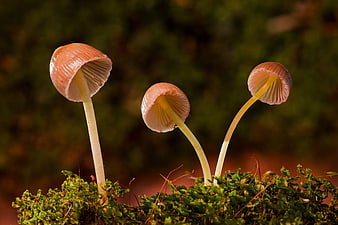 Three delicate Galerina vittiformis mushrooms on moss