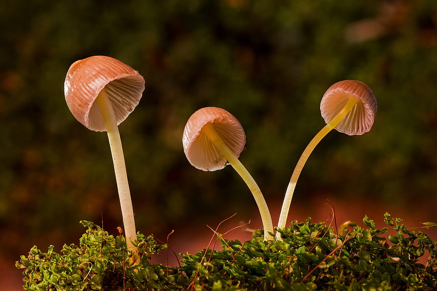 Three delicate Galerina vittiformis mushrooms on moss