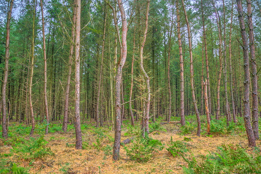 Dense pine forest with tall trees and green undergrowth