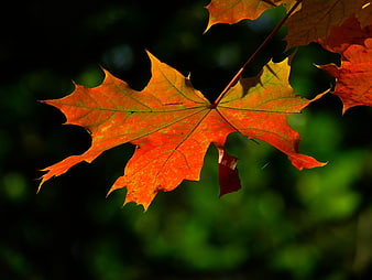 Vibrant orange maple leaf backlit against dark green bokeh background