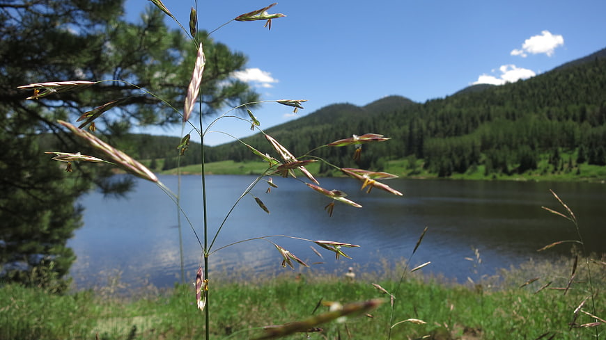 Wild grass stalks framing a serene mountain lake landscape