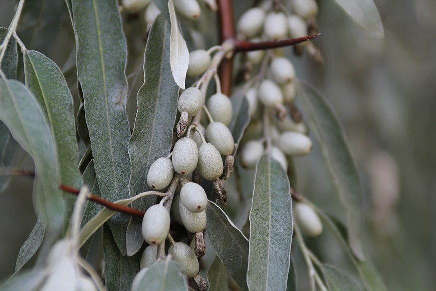 Close-up of Seaberry Branches with Green Leaves and Berries