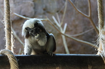 Cotton-top Tamarin Monkey Eating on Rope